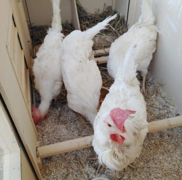 Vier weiße Hühner in einem kleinen Hühnerhaus zum Eingewöhnen. Drei Hühner picken auf dem Boden, eins schaut in die Kamera.